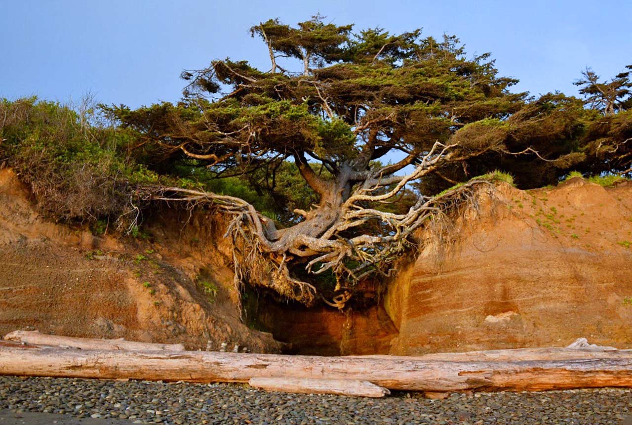 Hike to Tree Root Cave near Kalaloch Lodge